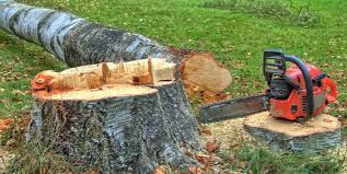 Northfield, NJ Tree Removal Company