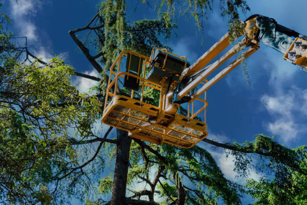  Northfield, NJ Tree Removal Pros
