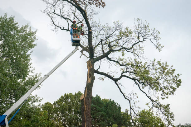 How Our Tree Care Process Works  in  Northfield, NJ