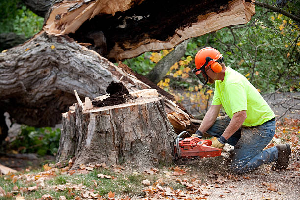 Best Leaf Removal  in Northfield, NJ