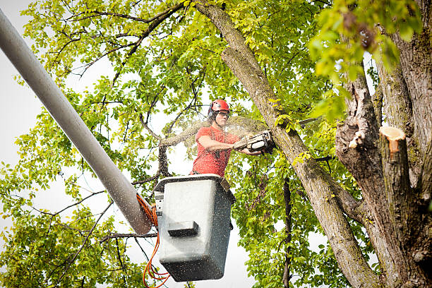 Best Tree Trimming and Pruning  in Northfield, NJ