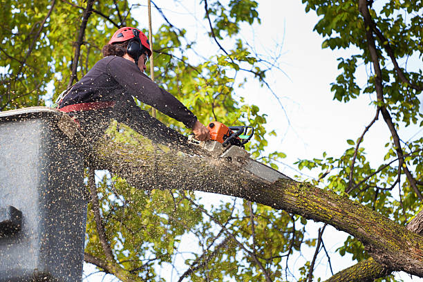 Best Pest Control for Lawns  in Northfield, NJ