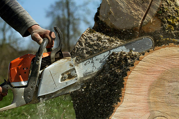 Best Lawn Maintenance Plans  in Northfield, NJ